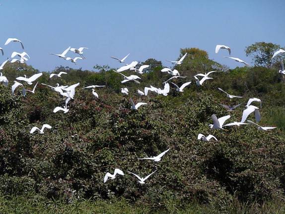 Uma das muitas revoadas de pássaros na nossa passagem pela Transpantaneira, região de Poconé, no Mato Grosso